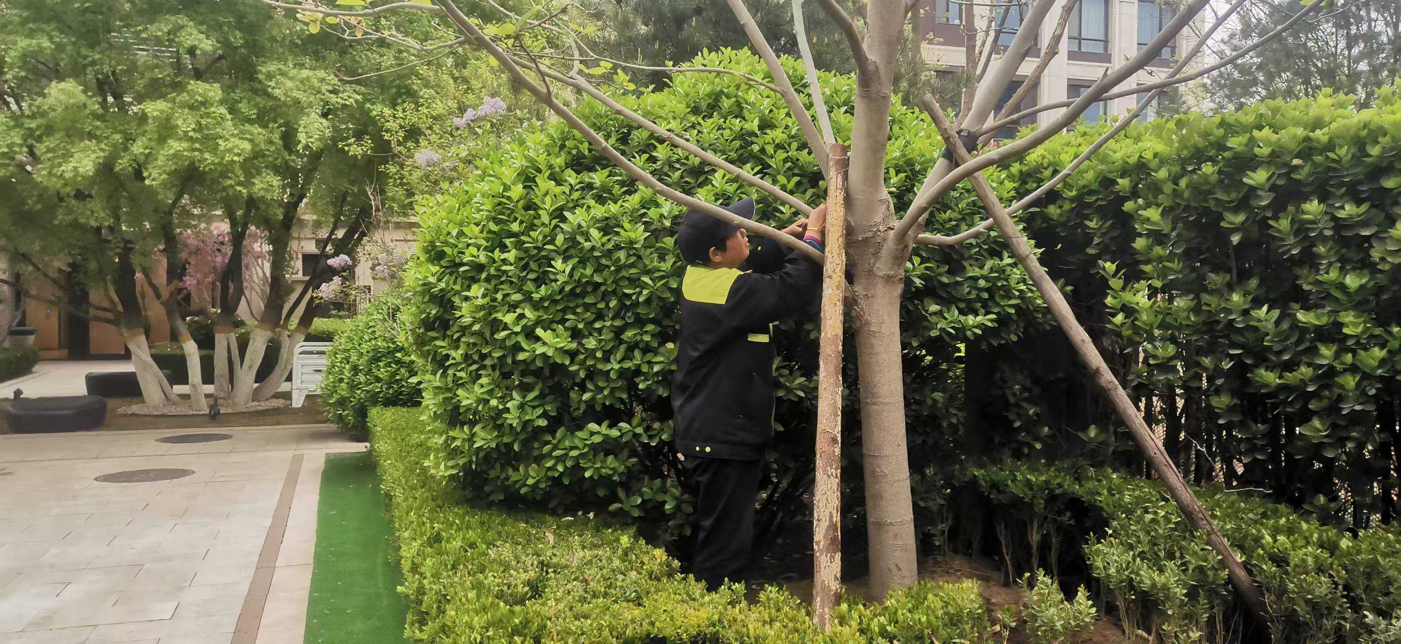 北京將出現(xiàn)10級以上大風(fēng)，園林綠化養(yǎng)護(hù)如何提前防范風(fēng)險